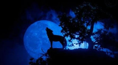 What is the Wolf Moon & What is the Spiritual Meaning?